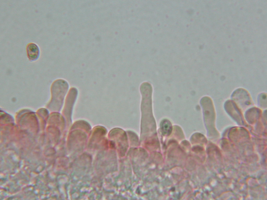 Tubaria hiemalis